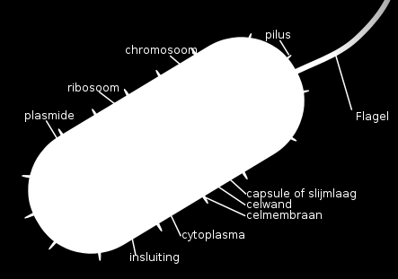 Ribosoom: