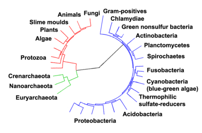 Phylogenetische boom met de relaties tussen: Archaea