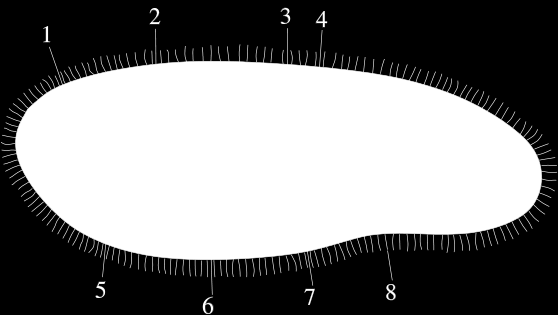 3. Ciliophora / trilhaardiertjes Pantoffeldiertje 0,05 0,3 mm 1-contractiele vacuole = wegpompen overtollig water 2-verteringsvacuole 3-macronucleus = aansturing metabolische functies