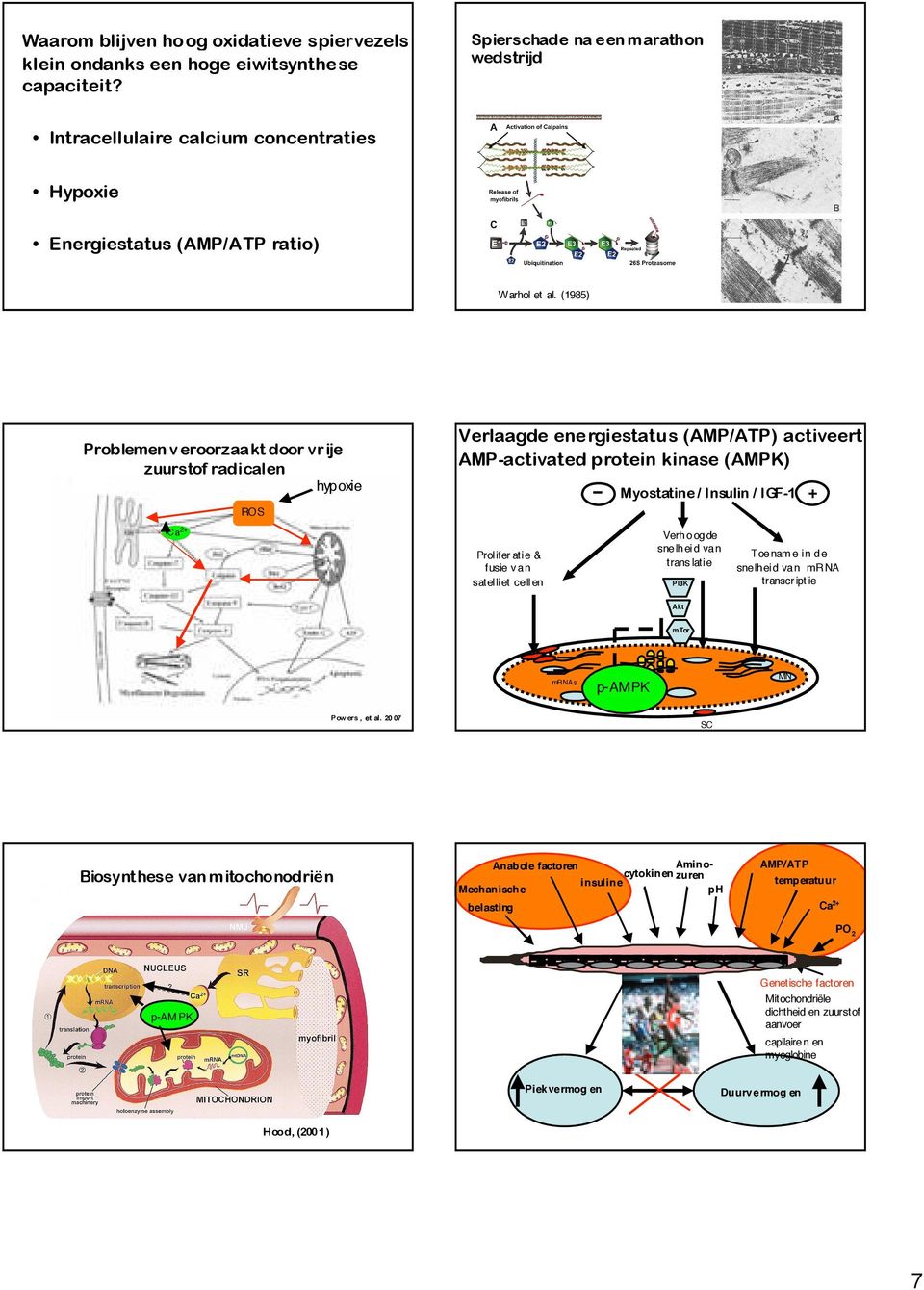 PI3K + Toenam e in de snelheid van mrna transcr ipt ie Akt mtor p-ampk et al.