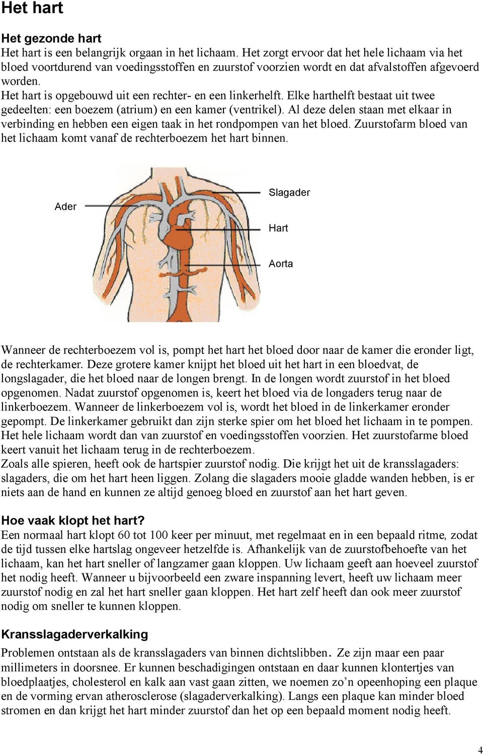 Het hart is opgebouwd uit een rechter- en een linkerhelft. Elke harthelft bestaat uit twee gedeelten: een boezem (atrium) en een kamer (ventrikel).