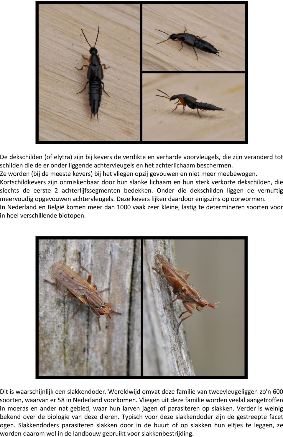 Kortschildkevers zijn onmiskenbaar door hun slanke lichaam en hun sterk verkorte dekschilden, die slechts de eerste 2 achterlijfssegmenten bedekken.