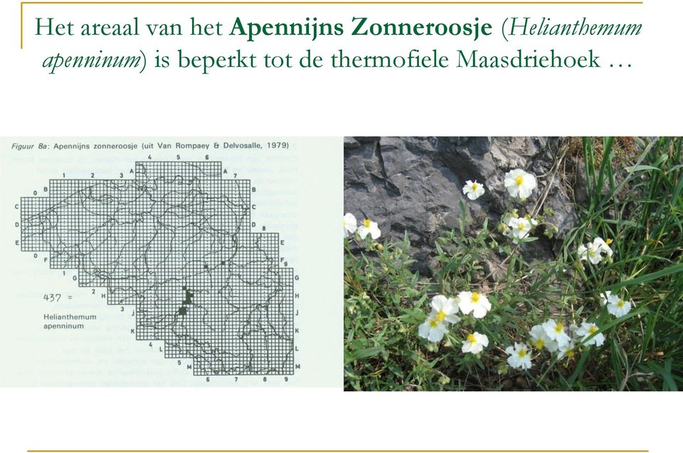 (Helianthemum apenninum)