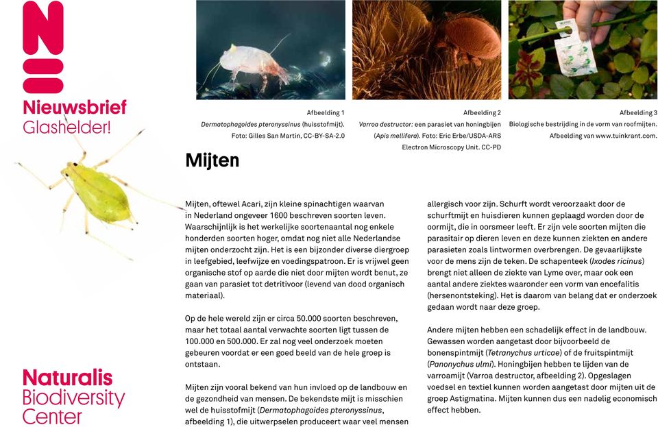Mijten Mijten, oftewel Acari, zijn kleine spinachtigen waarvan in Nederland ongeveer 1600 beschreven soorten leven.