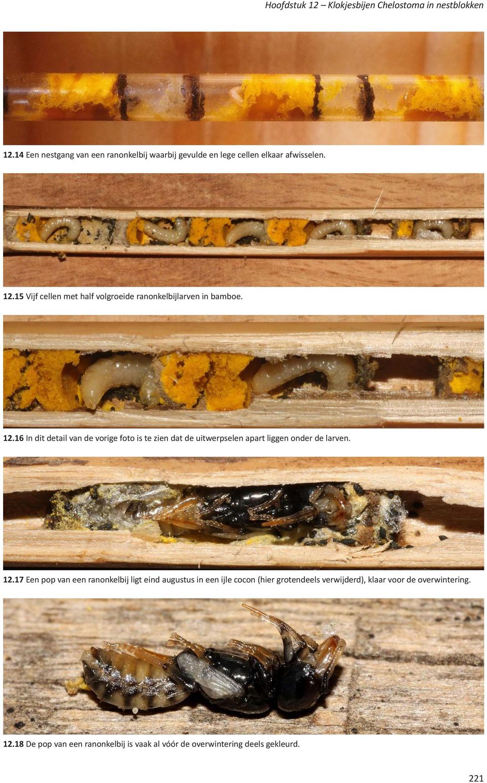 15 Vijf cellen met half volgroeide ranonkelbijlarven in bamboe. 12.