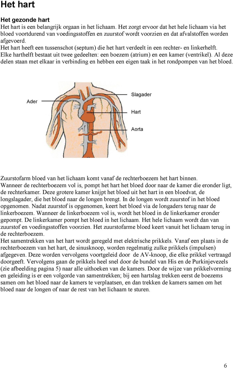 Het hart heeft een tussenschot (septum) die het hart verdeelt in een rechter- en linkerhelft. Elke harthelft bestaat uit twee gedeelten: een boezem (atrium) en een kamer (ventrikel).