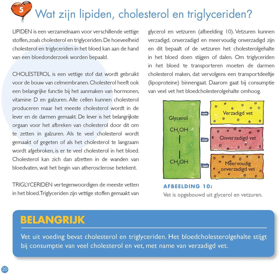 Cholesterol heeft ook een belangrijke functie bij het aanmaken van hormonen, vitamine D en galzuren.