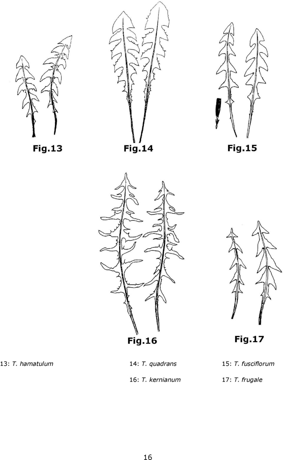 quadrans 15: T.