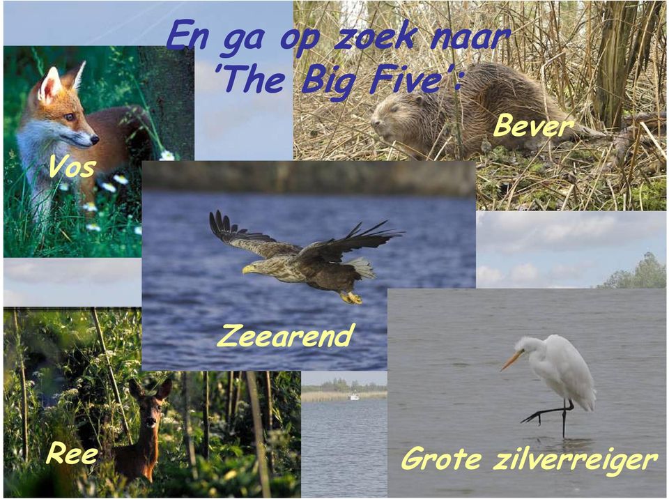 Bever Zeearend Ree