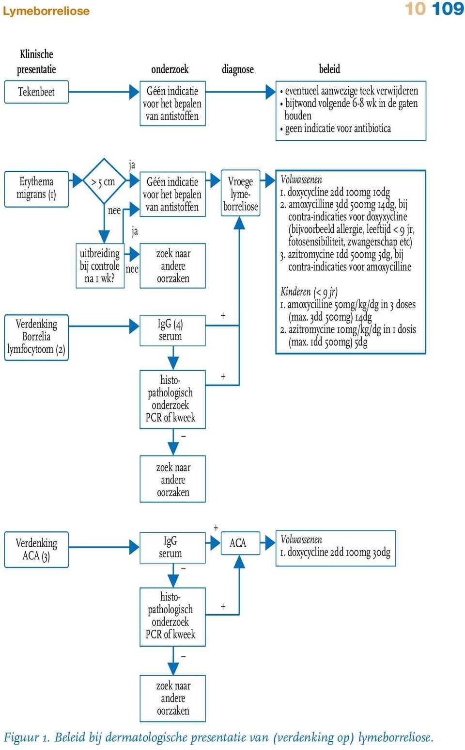 ja ja nee Géén indicatie voor het bepalen van antistoffen zoek naar andere oorzaken IgG (4) serum Vroege lymeborreliose + Volwassenen 1. doxycycline 2dd 100mg 10dg 2.