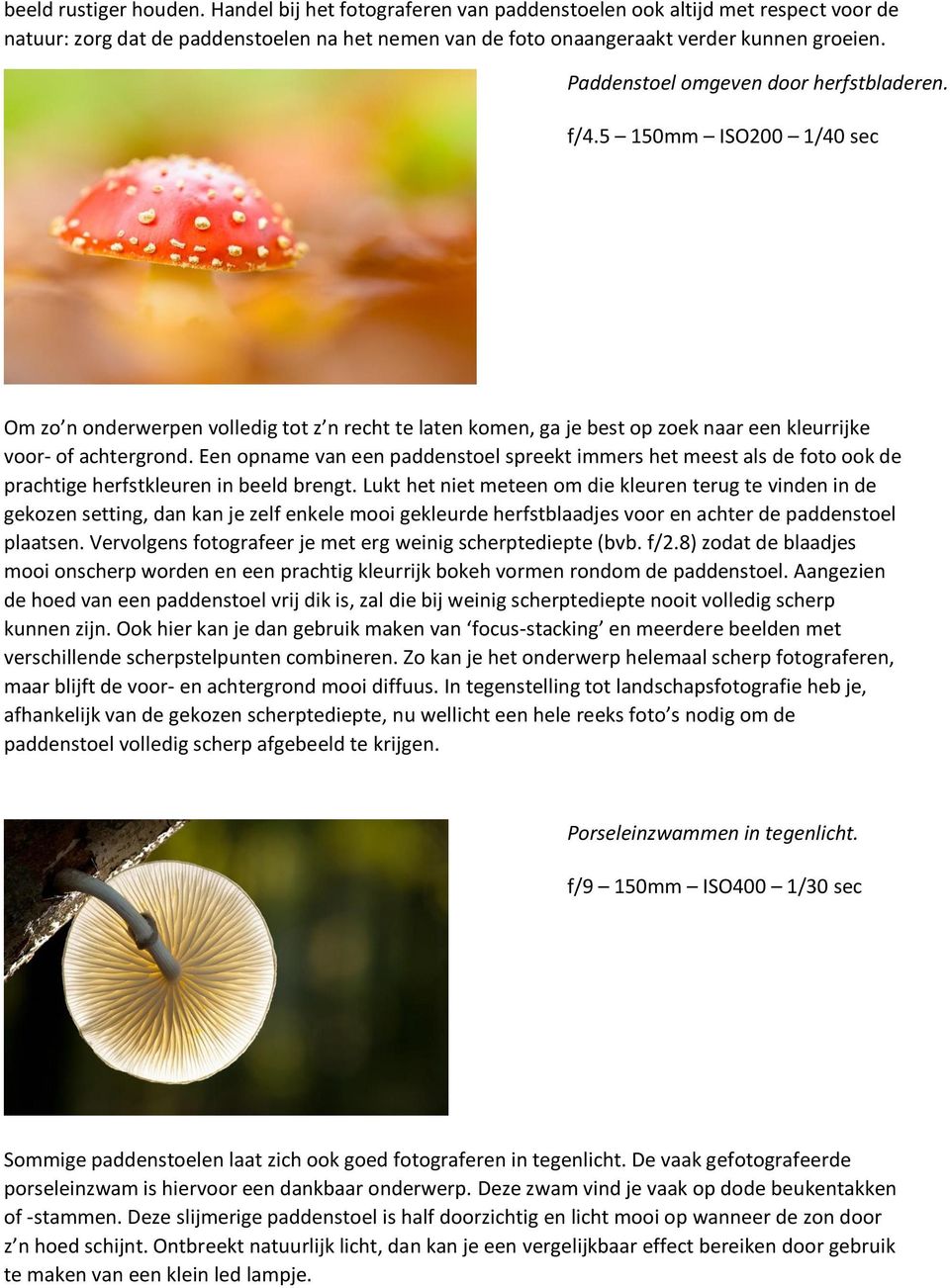 Een opname van een paddenstoel spreekt immers het meest als de foto ook de prachtige herfstkleuren in beeld brengt.