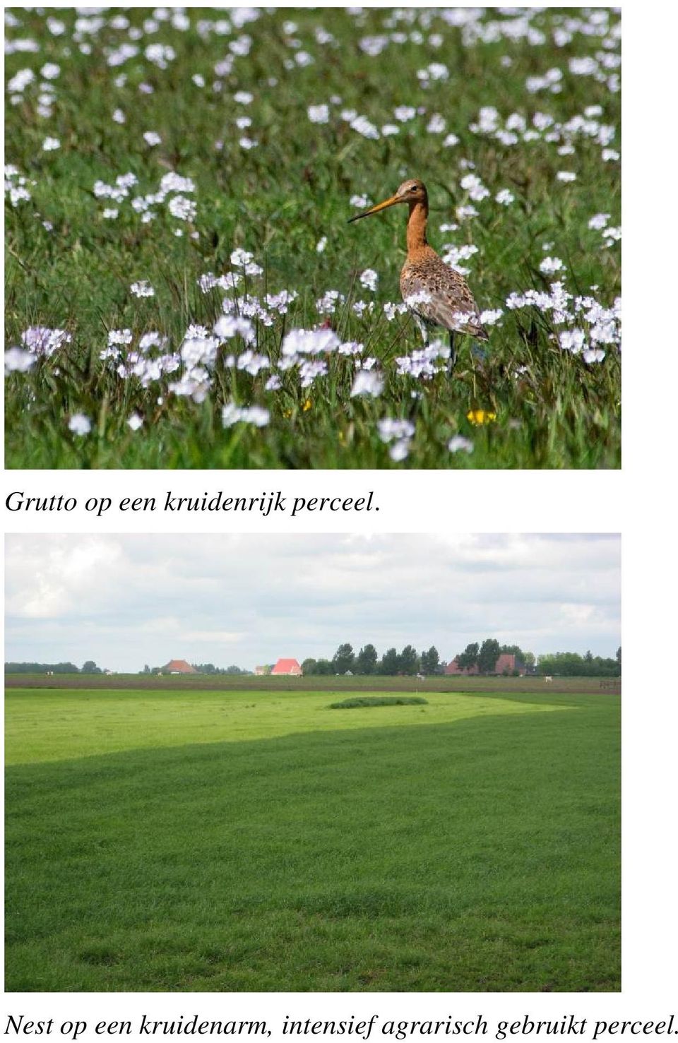 Nest op een kruidenarm,