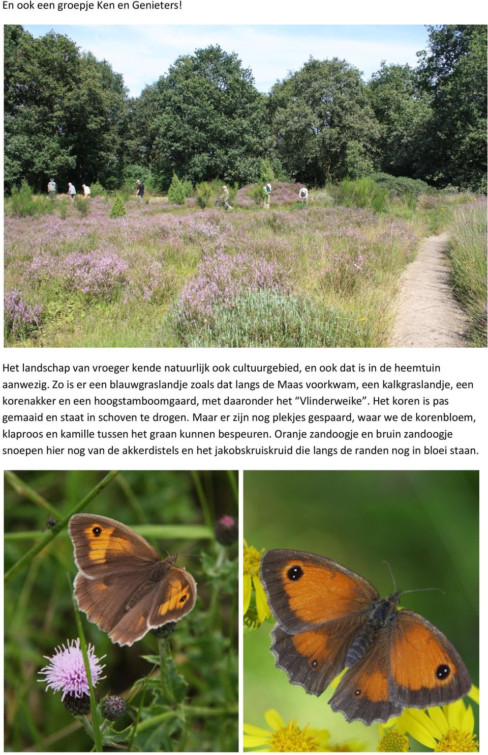 Vlinderweike. Het koren is pas gemaaid en staat in schoven te drogen.