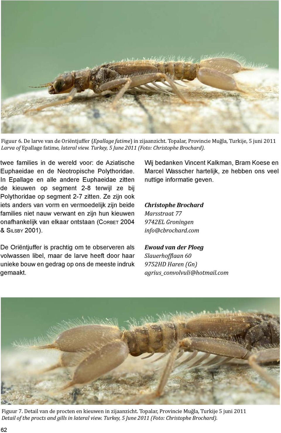 In Epallage en alle andere Euphaeidae zitten de kieuwen op segment 2-8 terwijl ze bij Polythoridae op segment 2-7 zitten.