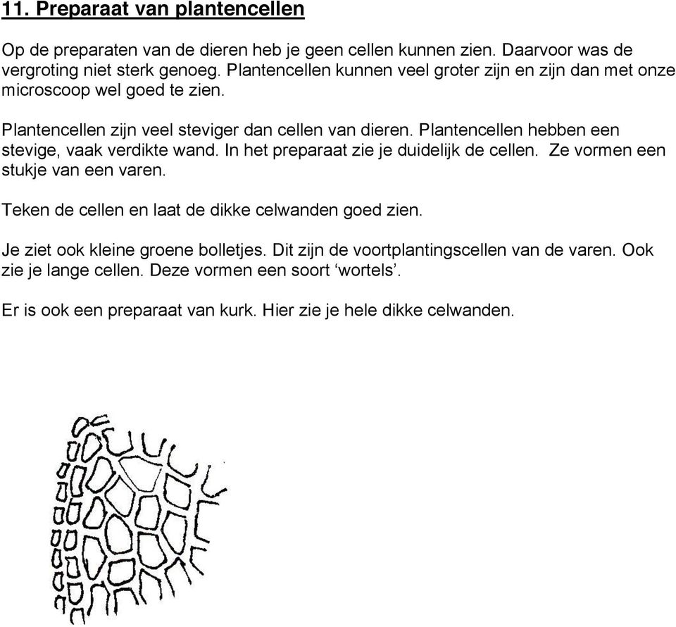 Plantencellen hebben een stevige, vaak verdikte wand. In het preparaat zie je duidelijk de cellen. Ze vormen een stukje van een varen.