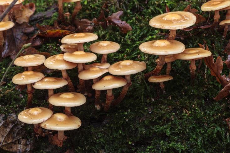 Onderzoek Wandelbos Groenendaal (paddenstoelen) Kleverig lindebekkertje