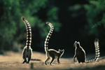 ONTMOET ONS Wie aan Madagaskar denkt, denkt aan een waar paradijs voor natuurliefhebbers.