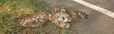 Bedreigingen Verkeer (auto s, treinen ) Hoogspanning, windmolens, glazen wanden Bosbeheer (verwijderen zieke bomen) Dalen aanbod nesten door