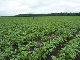 Figuur 17: Ontwikkeling van de WDVI gemeten met de cropscan over het groeiseizoen voor een selectie van de referentieplots in 2010 in verhouding tot de dagelijkse regenval voor het KNMI station