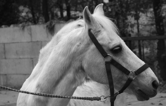 Ster van de stal: Herby Herby staat nu alweer bijna 3 jaar bij ons op de manege. Het is een heel lief, maar soms wel ondeugend paardje. Toen hij net op de manege kwam, was hij best wel eigenwijs.