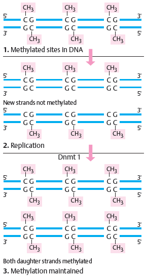 2.2.1.2. De DNA methyltransferases Bij de DNA methyltransferases vinden we 3 belangrijke vertegenwoordigers, namelijk DNMT1, DNMT3a en DNMT3b.