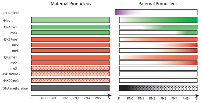 2.3.2.1. De fase van de pronuclei Het eerste gedeelte van de embryonale ontwikkeling begint bij de bevruchting van de eicel met de vorming van de mannelijke en de vrouwelijke pronucleus.