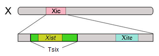 2.3.2.5. De inactivatie van het X-chromosoom Tijdens de vroeg embryonale ontwikkeling fluctueert de activiteit van het X-chromosoom continu.