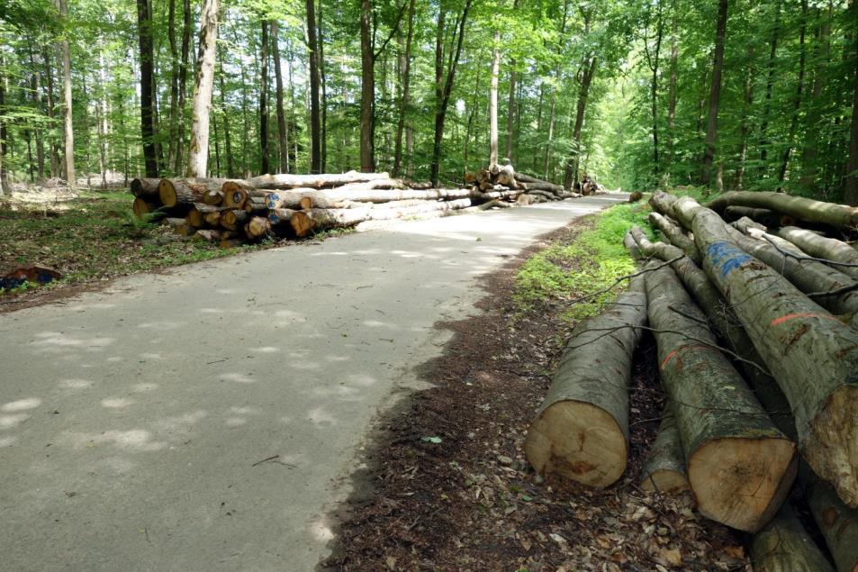 Bij Bemsfelden verlaten we de Radweg Liebliches Taubertal en beginnen we aan de eerste serieuze stijging van deze vakantie.