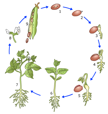 Vak: NG Niveau: TL Klas ab 0-0 0 Thema Planten BS afronden. Lezen BS 5 Maken opdr, Lezen BS 6 Maken opdr 6, 8,0,, Lezen BS 7 Maken alle opdrachten Thema afronden en nakijken.. -0 Start thema Ecologie.