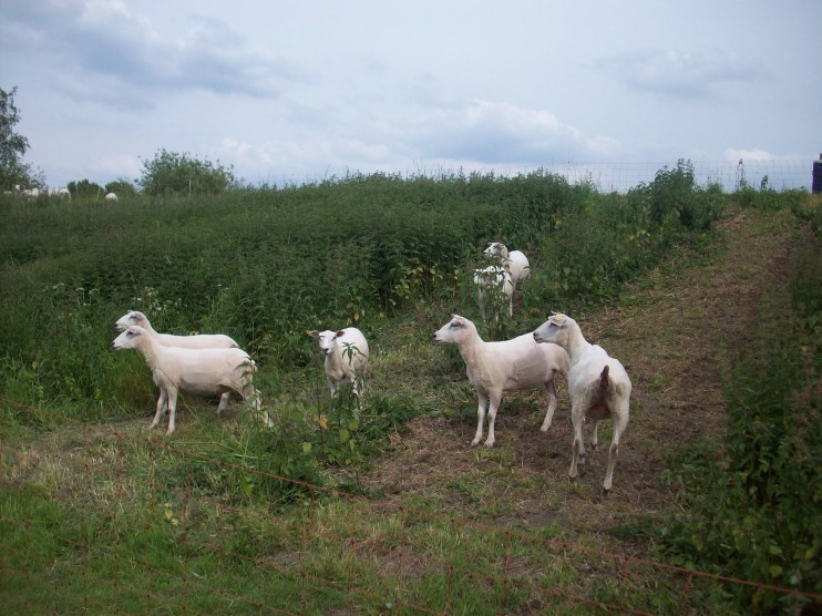 2 9 Voorwoord Geachte lezer, Beste schapenliefhebber, Bij deze bezorgen wij u de vijfde nieuwsbrief kaderend in het project Het schaap, partner op het platteland voor landschaps- en natuurbeheer.