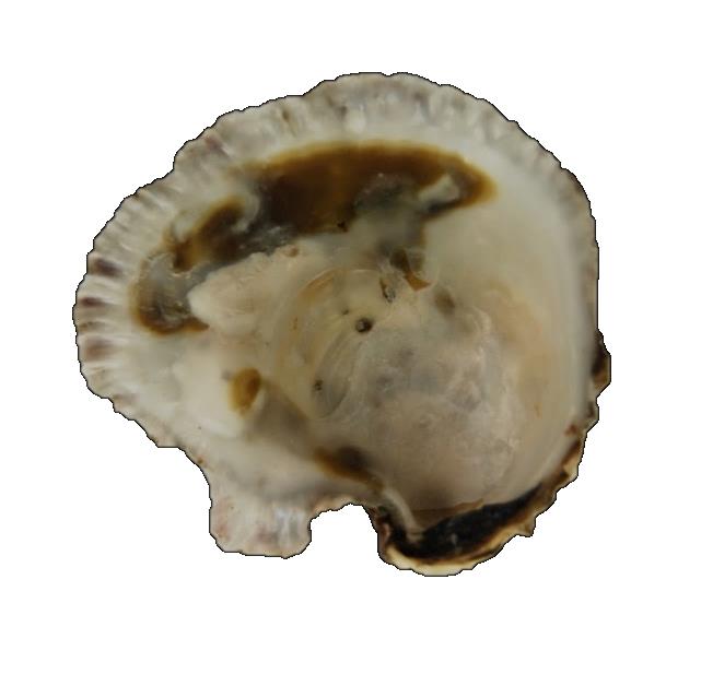 aan de binnenzijde van de rechterklep zitten aan weerszijde van het ligament verhoogde ribbels, de chomata (ontbreken bij Japanse oester) en is de