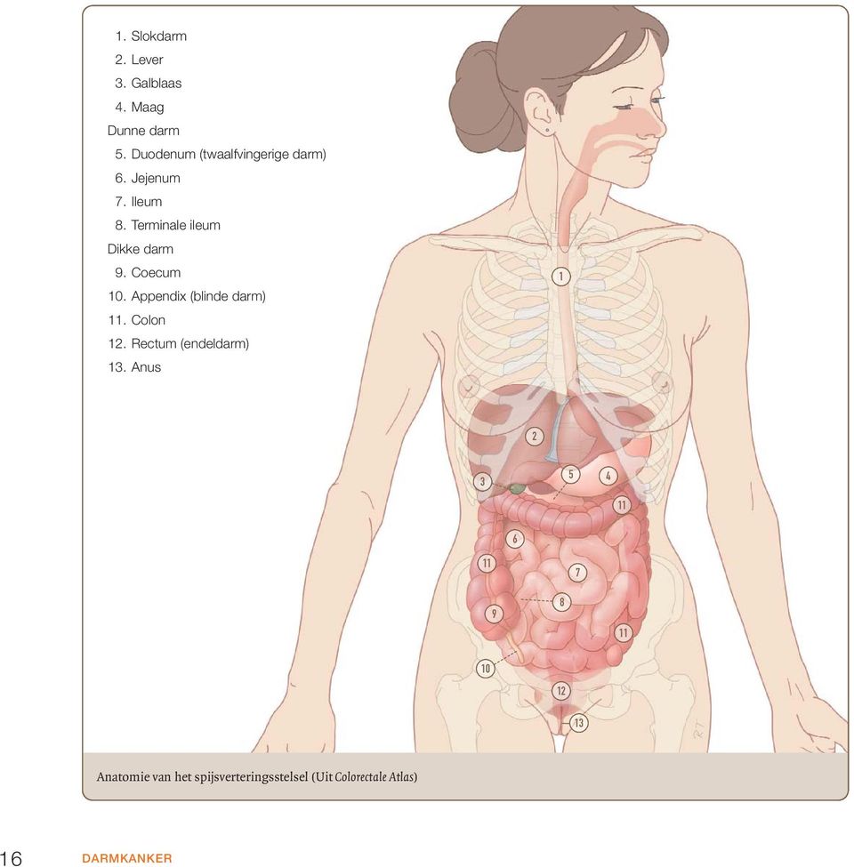 Terminale ileum Dikke darm 9. Coecum 10. Appendix (blinde darm) 11. Colon 12.