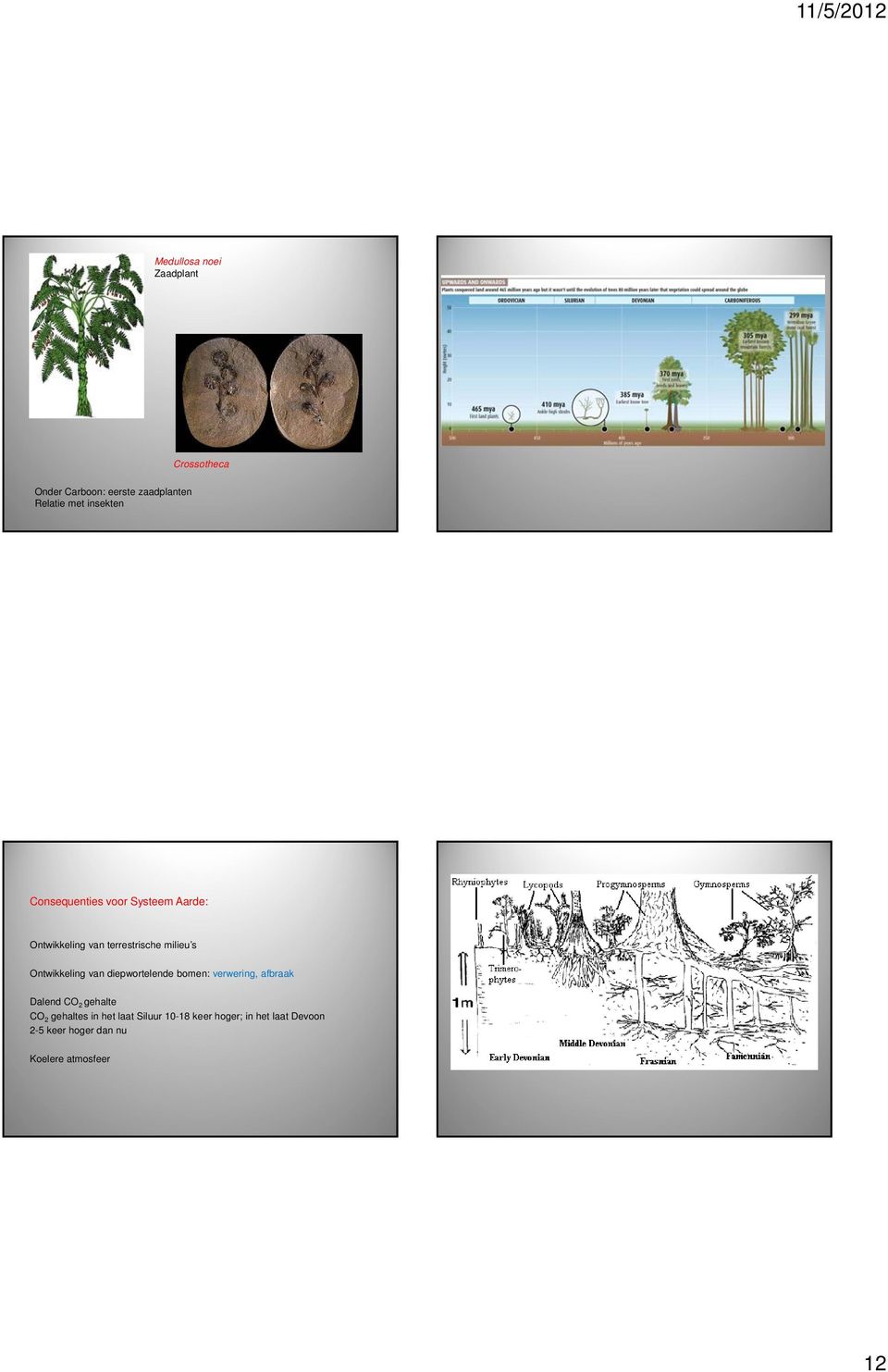 Ontwikkeling van diepwortelende bomen: verwering, afbraak Dalend CO 2 gehalte CO 2