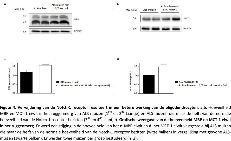 bezitten (3 de en 4 de laantje). Grafische weergave van de hoeveelheid MBP en MCT-1 eiwit in het ruggenmerg. Er werd een stijging in de hoeveelheid van het c. MBP eiwit en d.