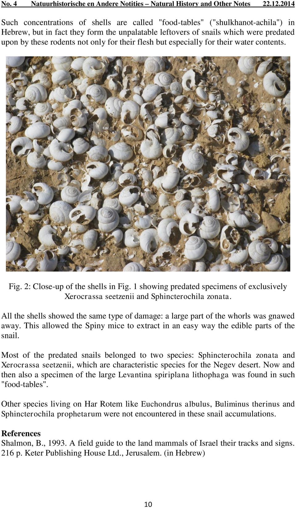 All the shells showed the same type of damage: a large part of the whorls was gnawed away. This allowed the Spiny mice to extract in an easy way the edible parts of the snail.