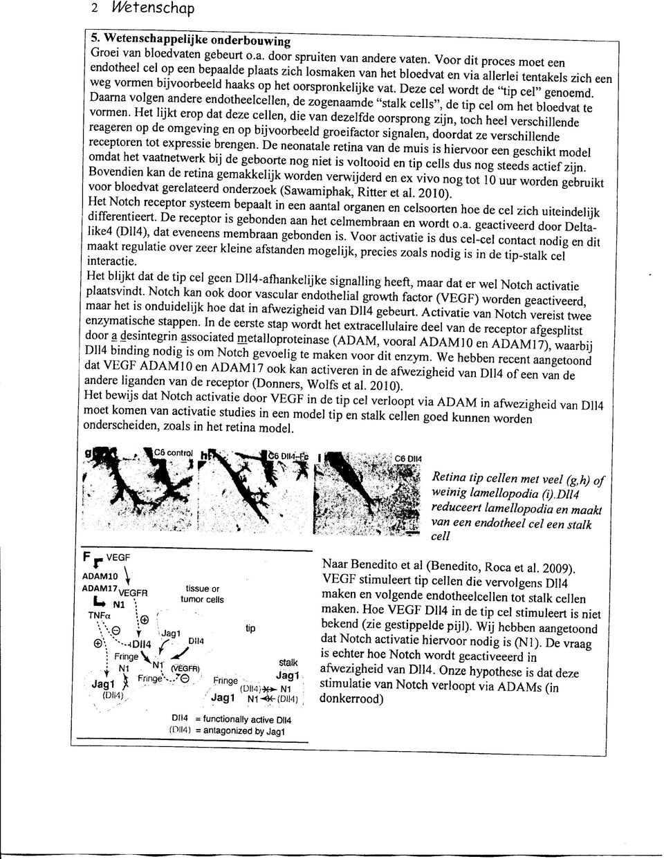 Deze cel wordt de "tip cel" genoemd. Daarna volgen andere endotheelcellen, de zogenaamde "stalk cells", de tip cel om het bloedvat te vormen.