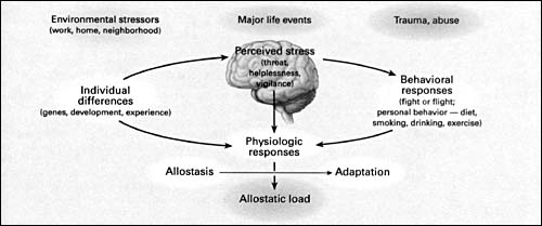 ALLOSTASIS Allostasis: survival by stress hormones