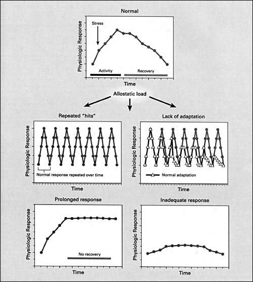 Allostatic load: vier types 1) Repeated "hits" from multiple novel stressors; 2) Lack of adaptation; 3) Prolonged response due to delayed shut down; 4) Inadequate response that leads to compensatory