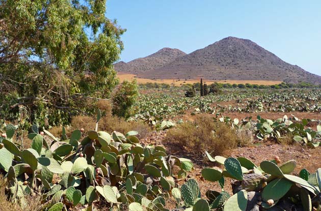 Natuurwonder Andalusië Tijdens deze natuurreis bezoekt u de mooiste nationale parken en natuurparken van Andalusië. Van de woestijn van Cabo de Gata tot de moerassen van Coto Doñana.