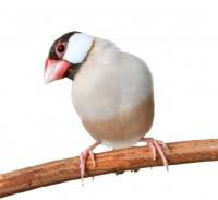 Om echt zekerheid te hebben, zult u de vogels wat langer moeten observeren; de mannetjes van deze vogelsoort zingen, de vrouwtjes niet.