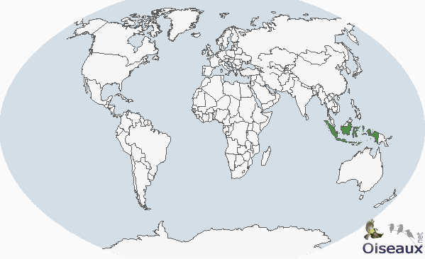 Rijstvogel (Padda Oryzivora) Verspreiding: Indonesië, Zuid-China en de Filipijnen. Grootte: ongeveer 13 tot 14 cm. Geslachtsonderscheid. Het is erg moeilijk de geslachten van elkaar te onderscheiden.