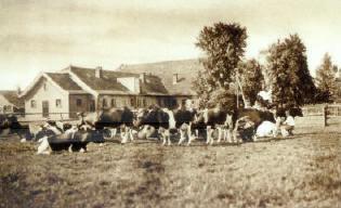 Figuur 6b. Het rooien van aardappelen op Valkenheide. De aanbesteding van de boerderij en een vrijstaande stal voor 60 varkens vond al plaats in 1911.