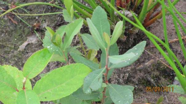 De eerste jonge plantjes Moerashertshooi tussen