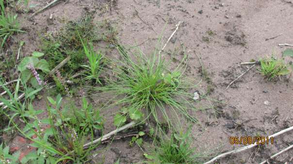 Jonge planten van Struikheide, Pijpenstrootje en Veldrus.