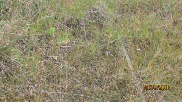 Witte struikheide en de gewone struikheide Klokjesgentiaan