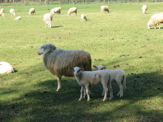 Veluwse heideschaap Numan (19 de eeuw) Groot