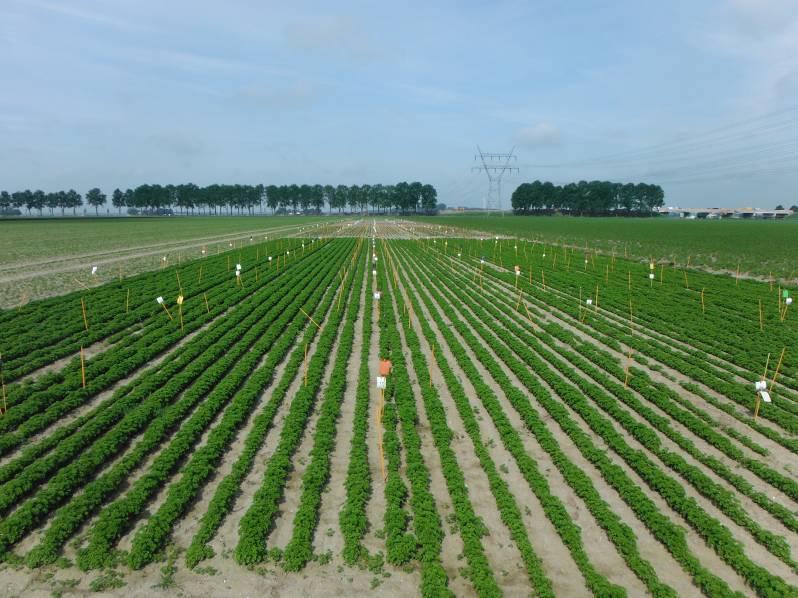 SAMENVATTING In 2013 heeft Proeftuin Zwaagdijk vier selectiviteitsproeven met herbiciden in kruiden uitgevoerd in opdracht van telers met financiering via het Productschap Tuinbouw.