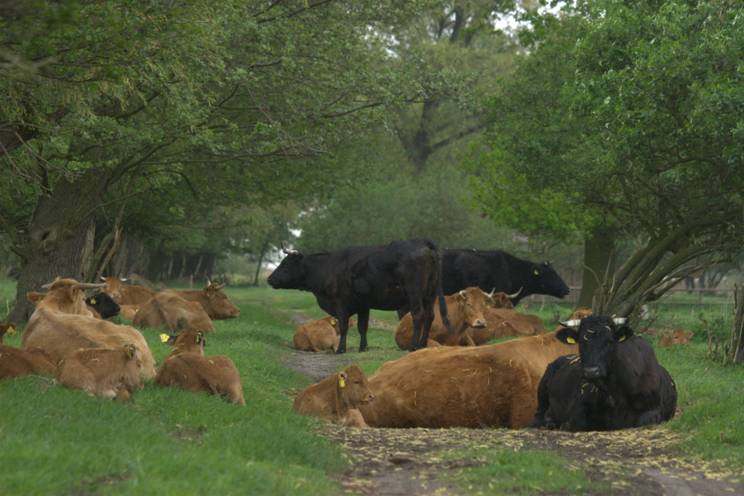 Foto s Bij het plaatsen van foto s