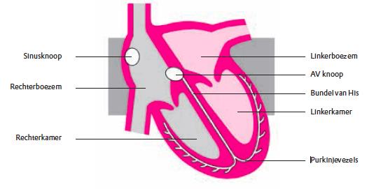 Het rondstromen van bloed tussen het hart en de longen wordt de kleine bloedsomloop genoemd, ook wel de longcirculatie.