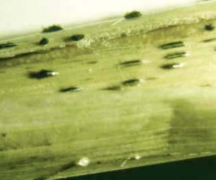 Inventarisatie en preventie van de belangrijkste bladvlekkenziekten in tarwe veroorzaakt door Pyrenophora tritici-repentis (DTR) en Septoria